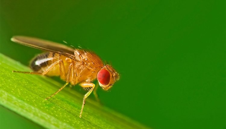 8 loại côn trùng gây hại và truyền bệnh trong nhà